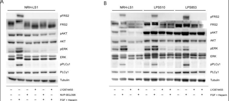 Signaling pathway analysis after FGFR stimulation and inhibition in NRH-LS1.jpg